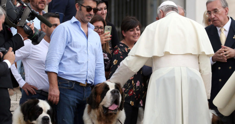 Francis pets